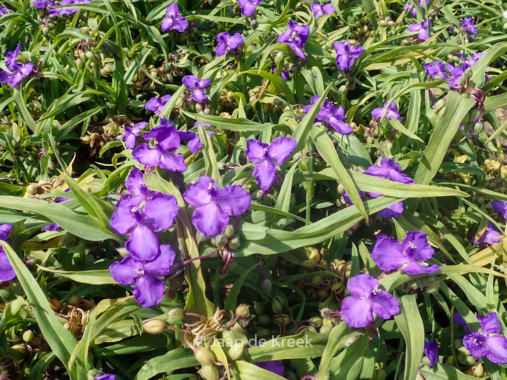 Tradescantia 'Purewell Giant'