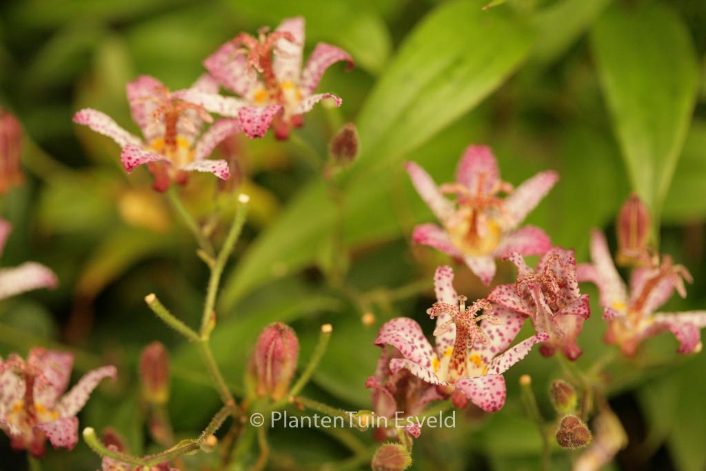 Tricyrtis formosana 'Pink Freckles'
