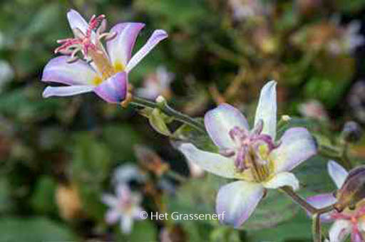 Tricyrtis hirta 'Tojen'