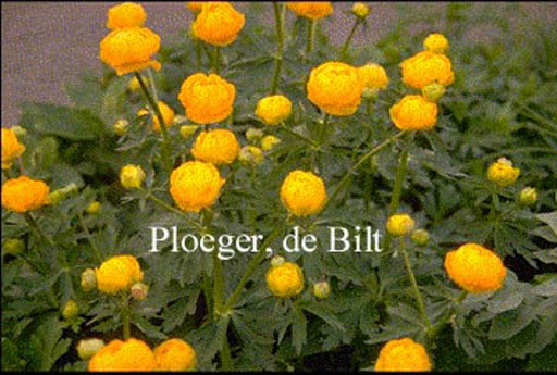 Trollius 'Prichard's Giant'