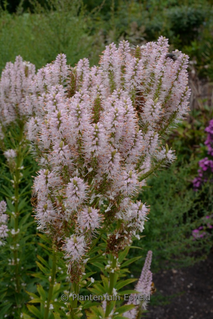 Veronicastrum virginicum 'Challenger'