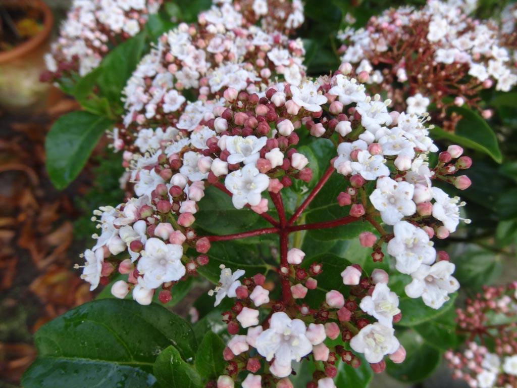 Viburnum tinus 'Loren' (LISAROSE)