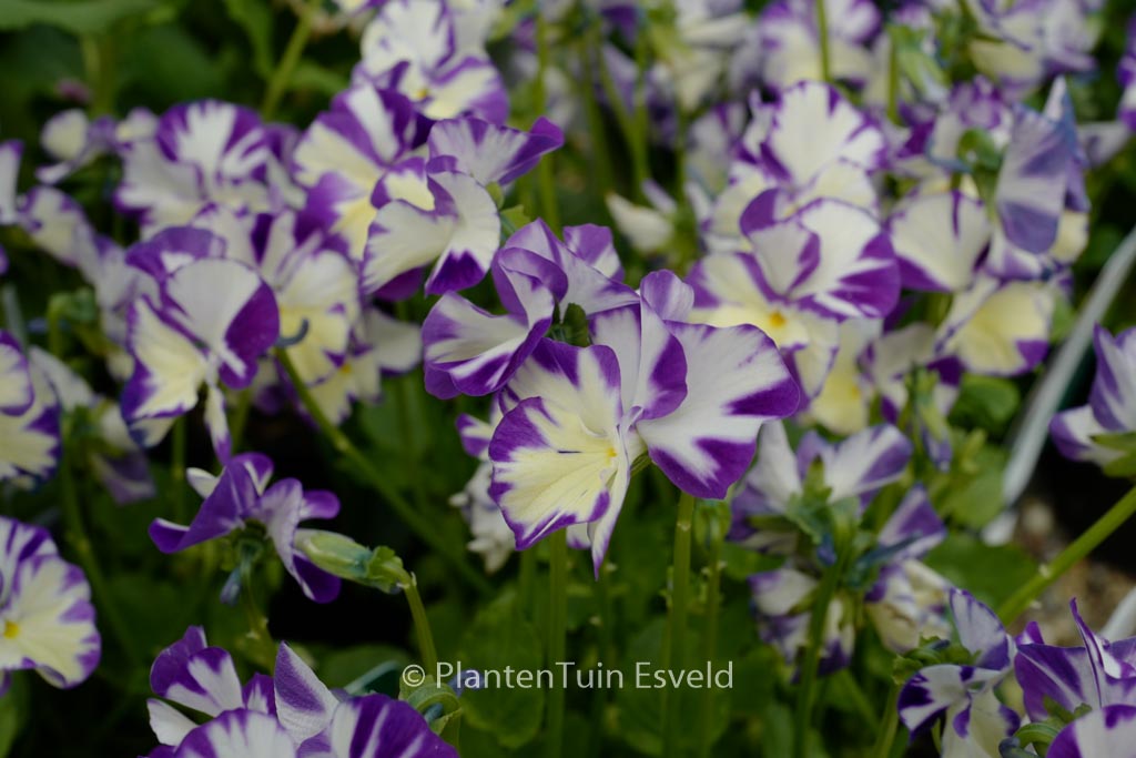 Viola 'Rebecca'