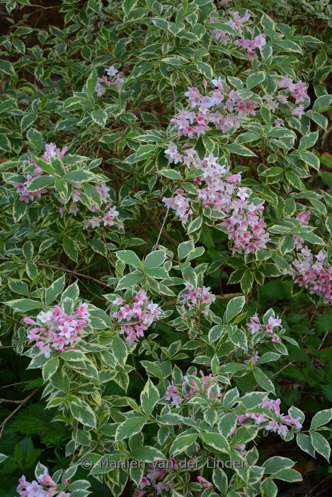 Weigela florida 'Variegata'
