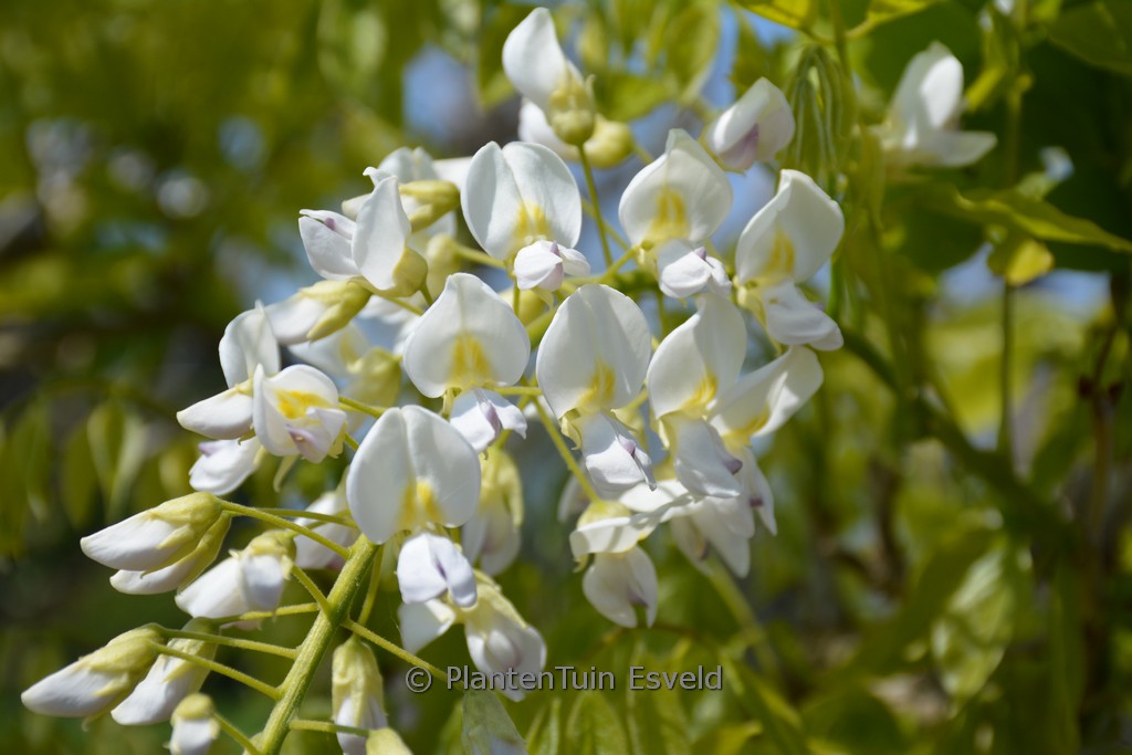 Wisteria floribunda 'Mon Blanc'