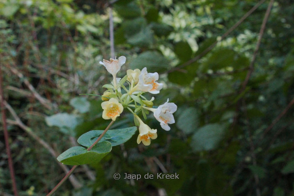 Abelia chinensis var. ionandra