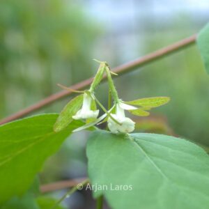 Abelia coreana
