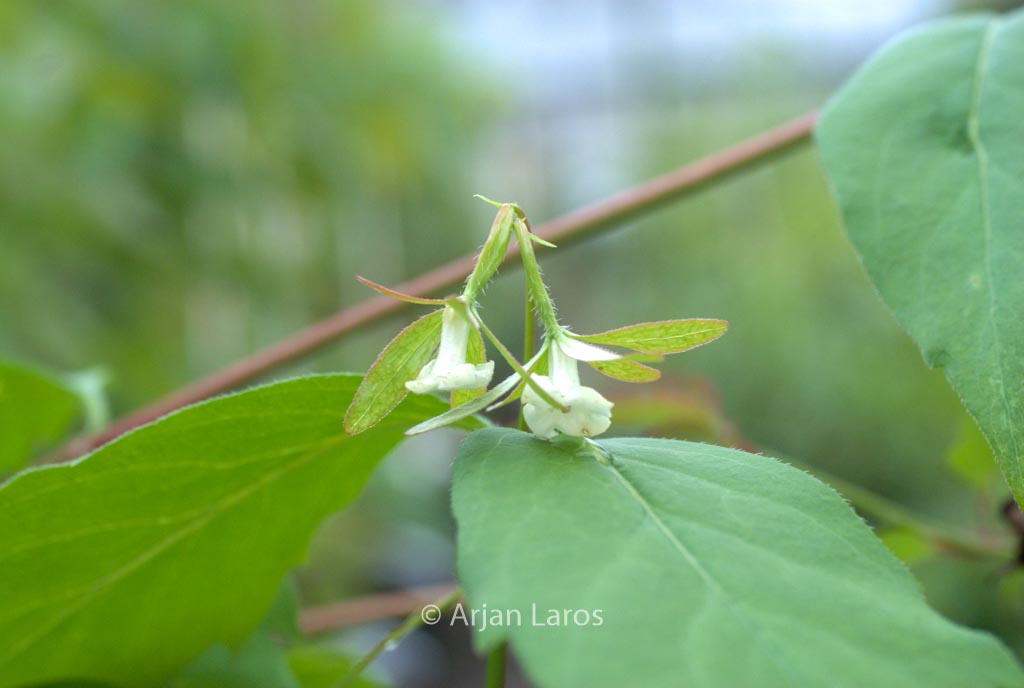 Abelia coreana
