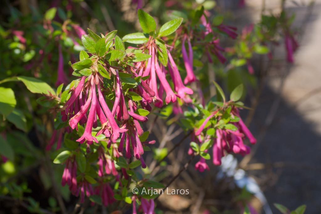 Abelia floribunda
