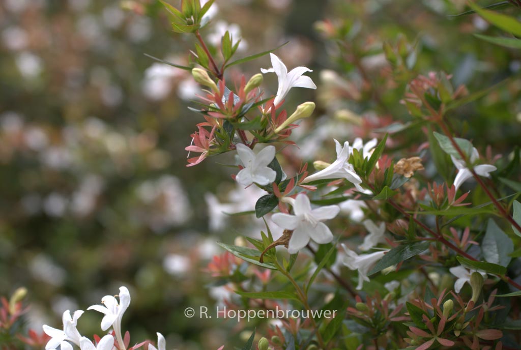 Abelia grandiflora 'Compacta'