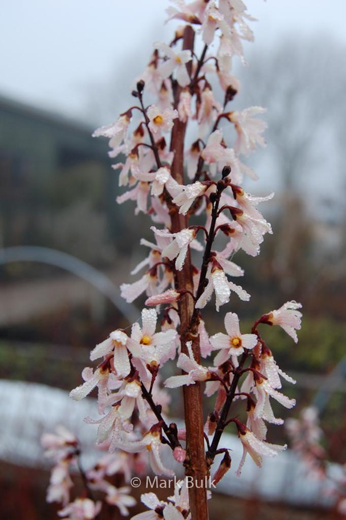 Abeliophyllum distichum 'Roseum'