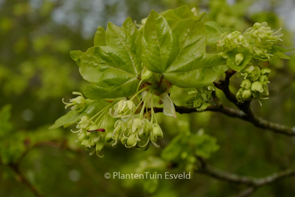Acer buergerianum 'Miyasama-yatsubusa'