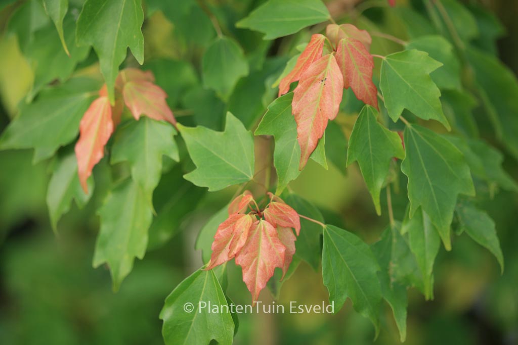 Acer buergerianum 'Nokoribo'