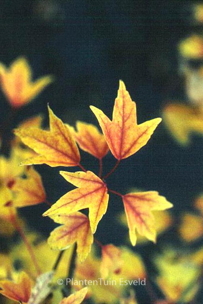 Acer buergerianum 'Shirley Debacq'