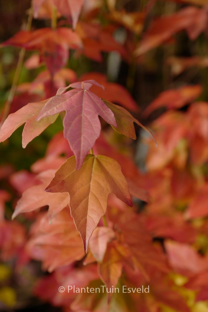 Acer buergerianum 'Spring Festival'