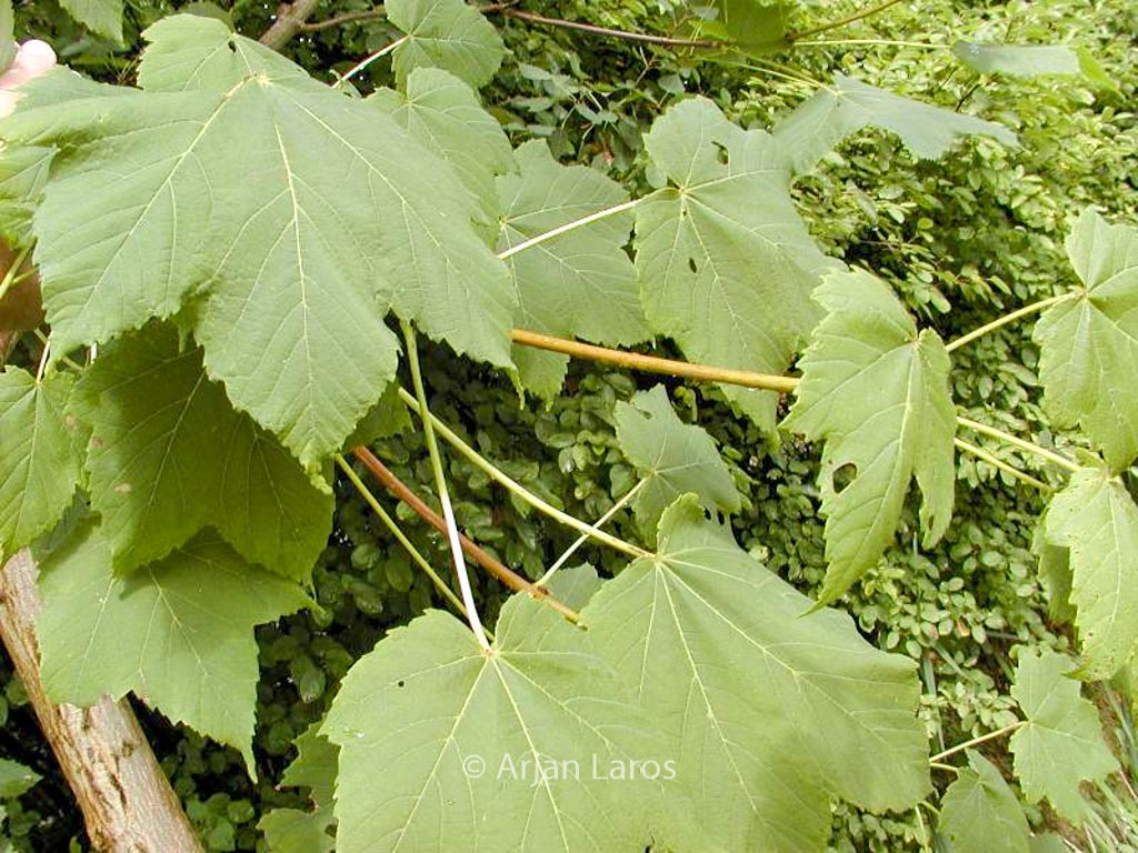 Acer caesium