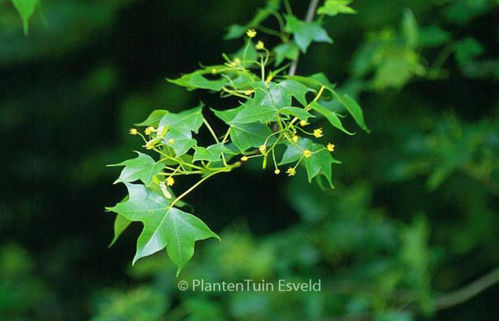Acer cappadocicum ssp. divergens