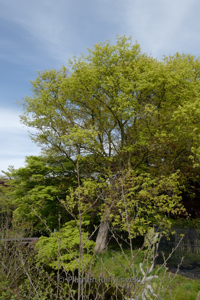 Acer cappadocicum var. tricaudatum