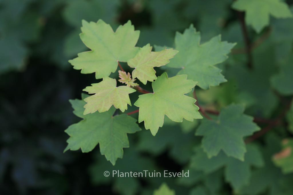 Acer hyrcanum ssp. sphaerocarpum