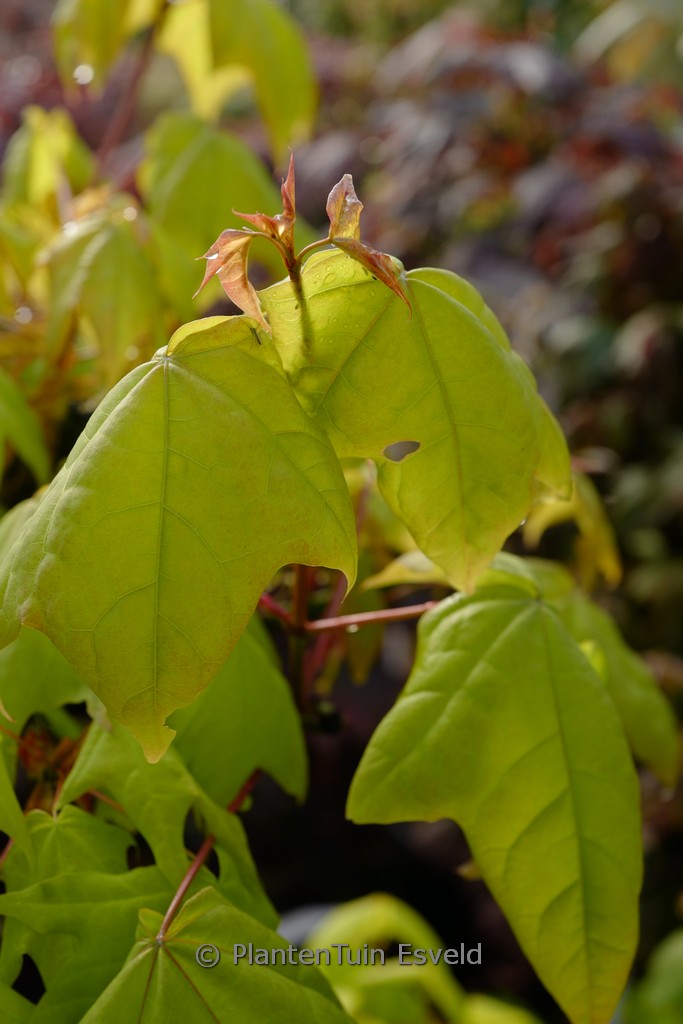 Acer longipes 'Gold Coin'