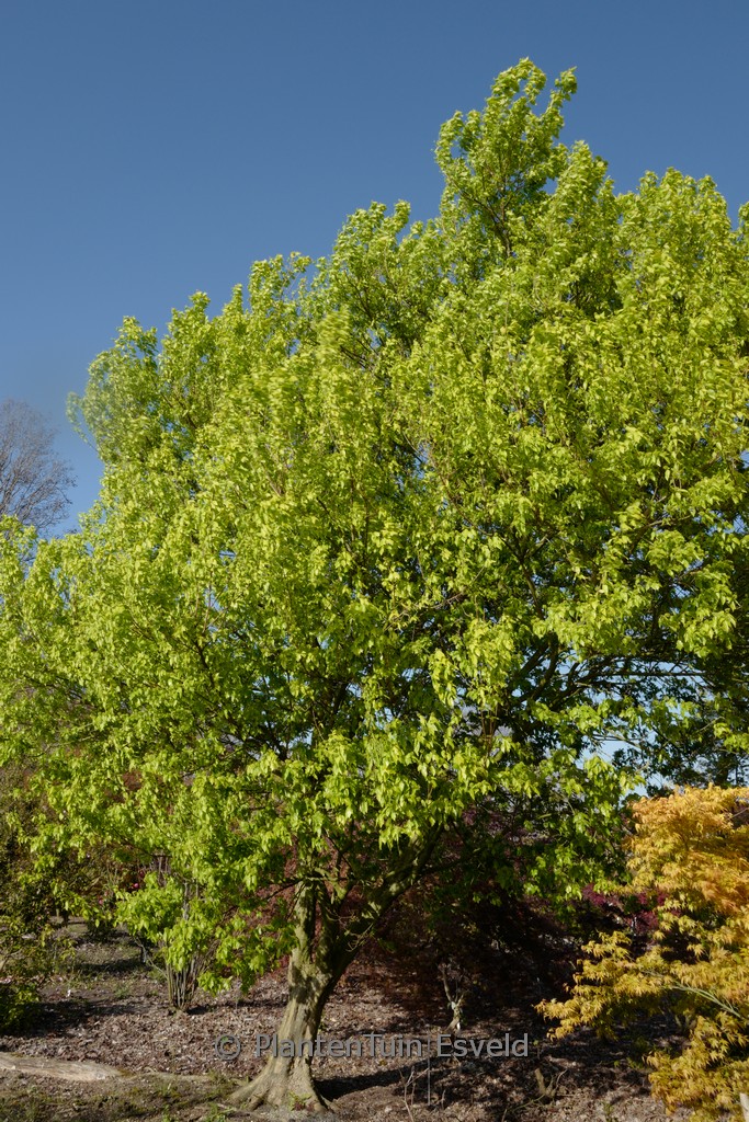 Acer monspessulanum ssp. turcomanicum