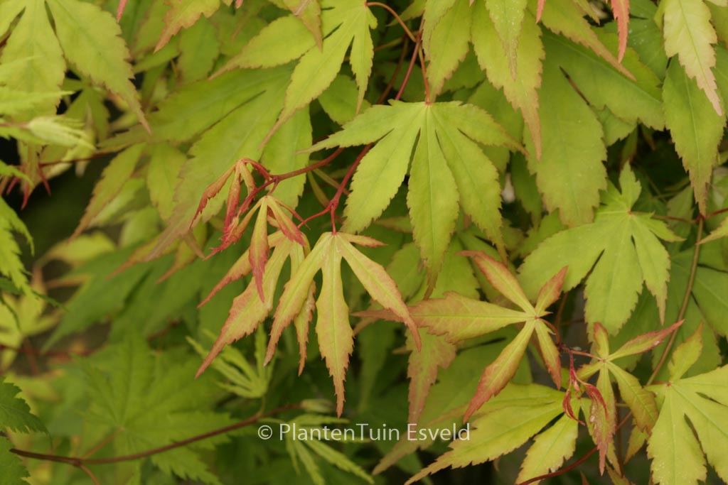 Acer palmatum 'Misty Moon'
