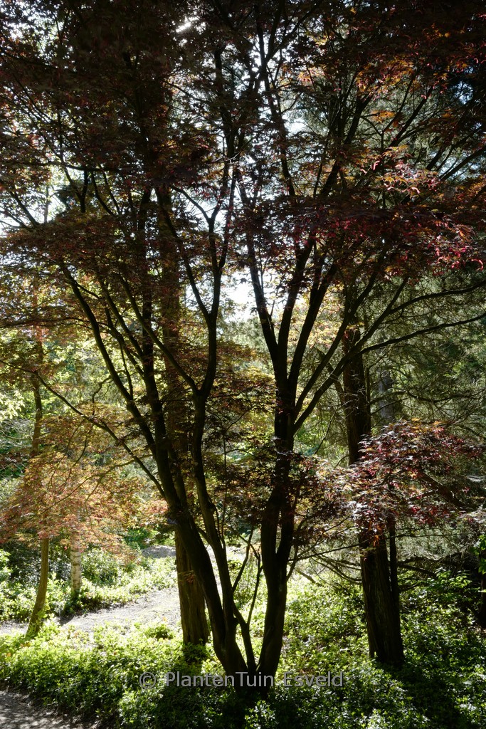 Acer palmatum 'Nure-sagi'