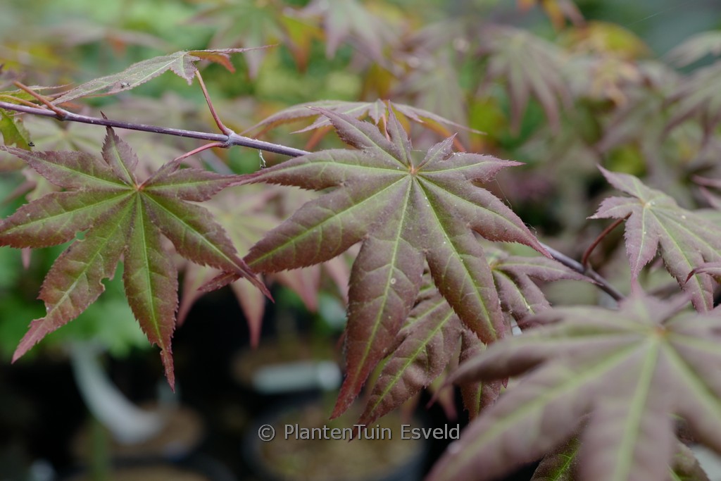 Acer palmatum 'Zokumei'