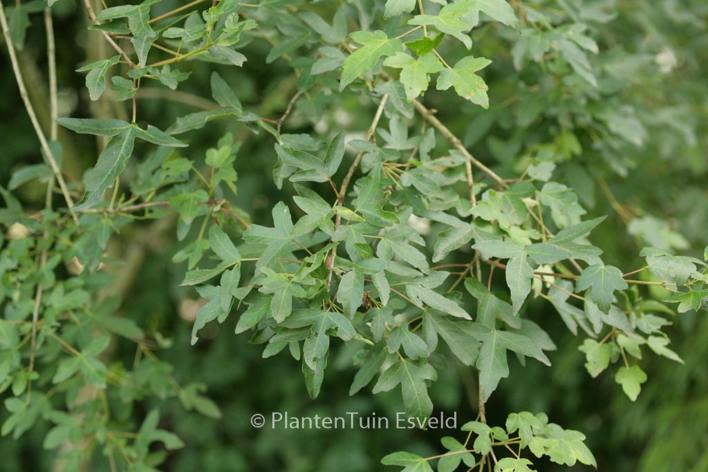 Acer pilosum stenolobum