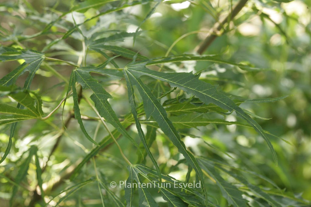 Acer platanoides 'Paldiski'