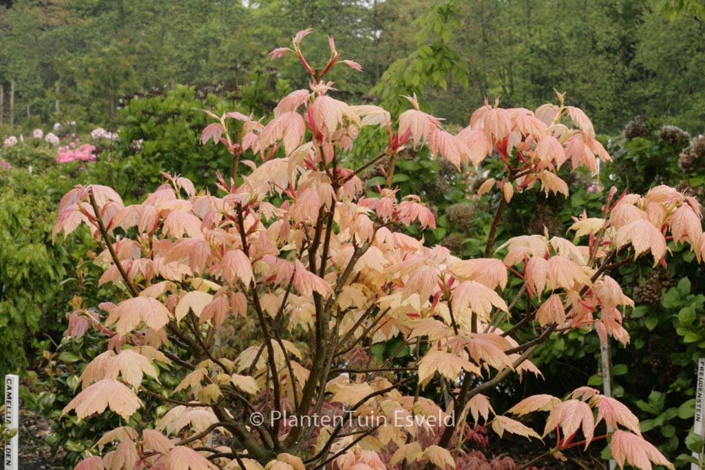 Acer pseudoplatanus 'Leat's Cottage'