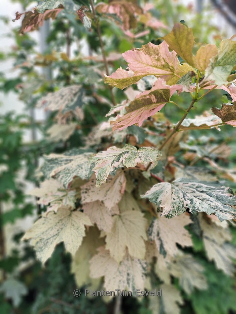 Acer pseudoplatanus 'Mercedes'
