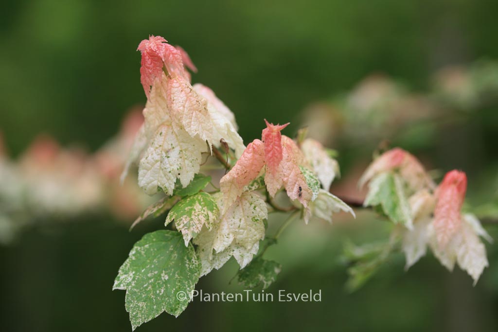 Acer rubrum 'Candy Ice'