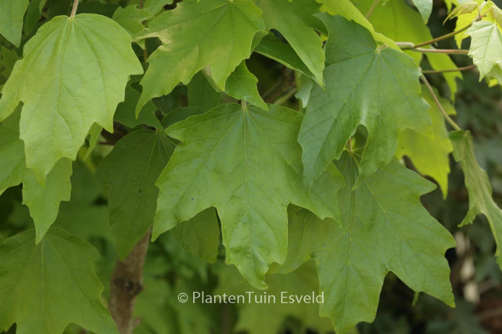 Acer saccharum 'Louisa Lad'