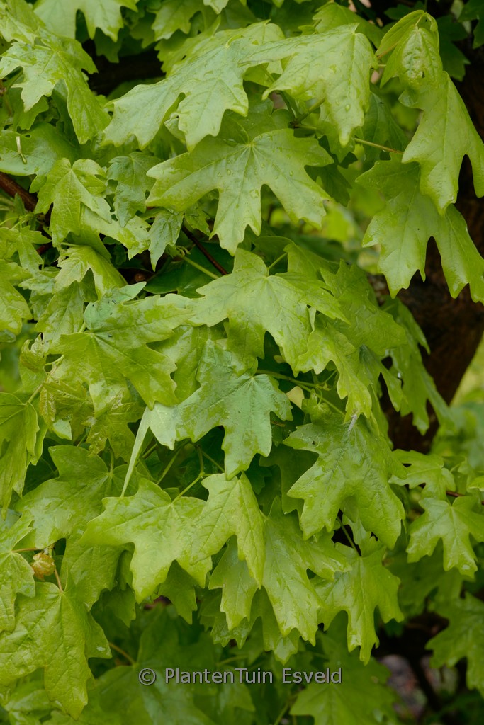 Acer saccharum 'Rocky Mountain Glow'
