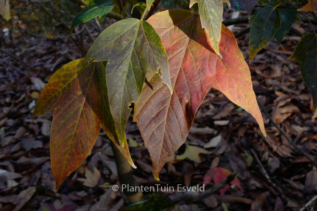 Acer sinopurpurascens