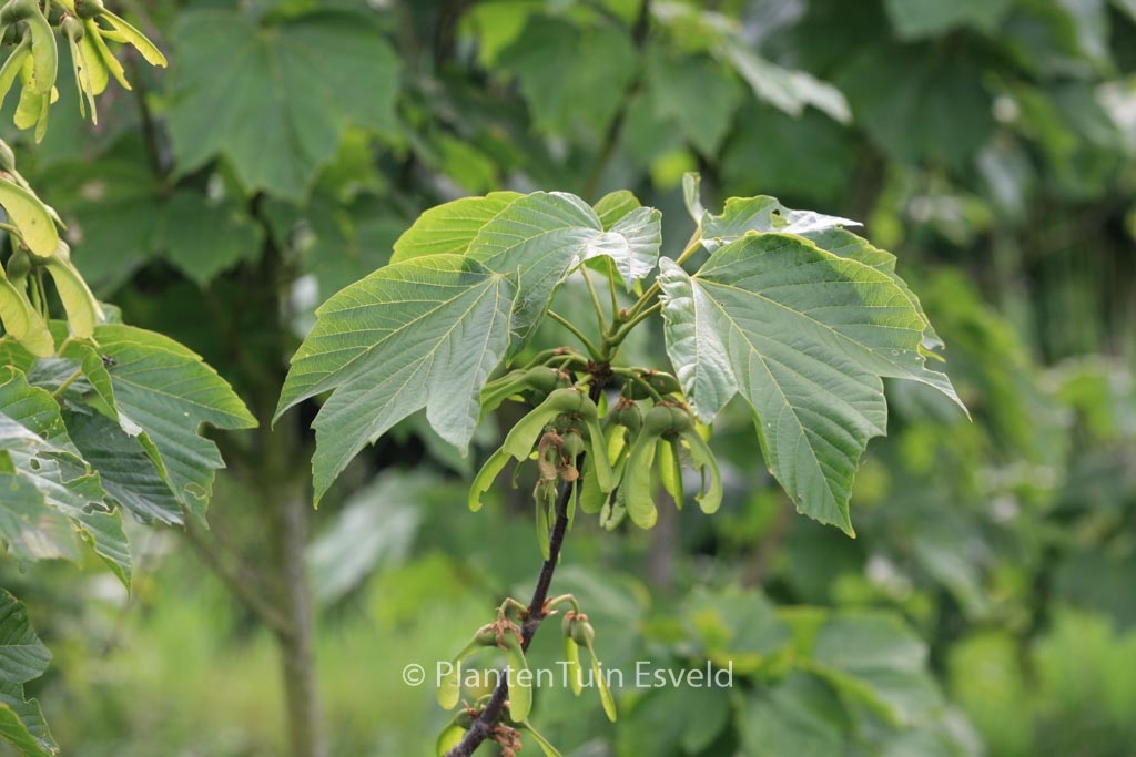 Acer sterculiaceum