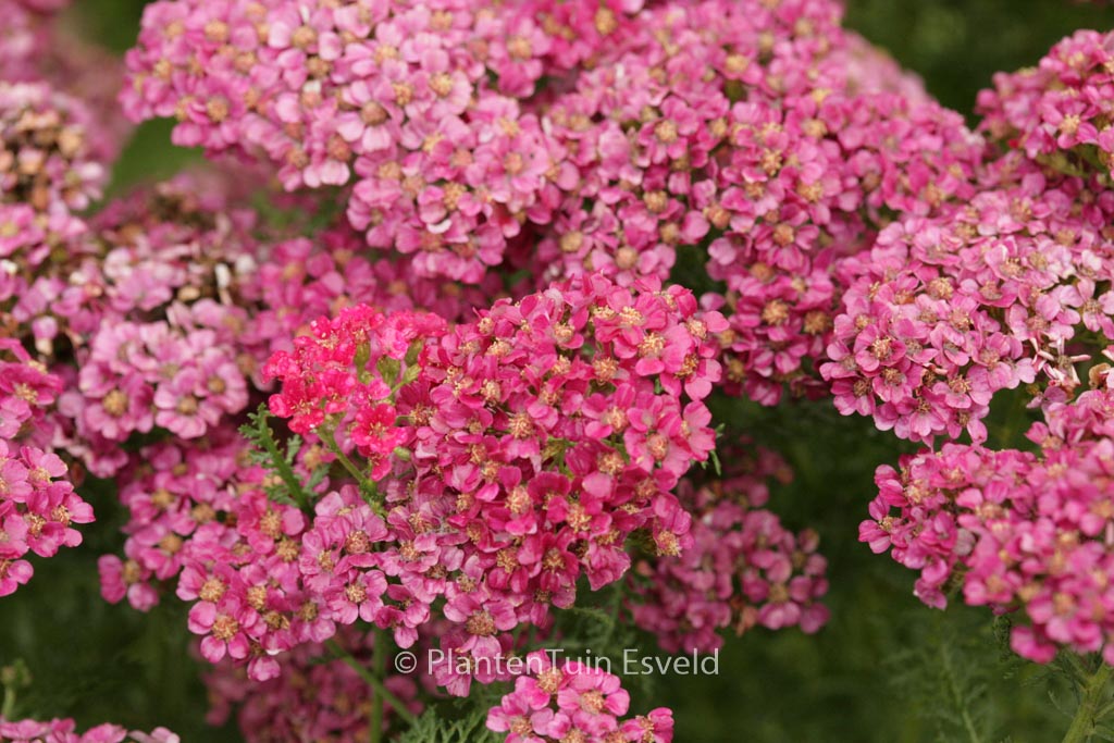 Achillea millefolium 'Pomegranate' (TUTTI FRUTTI)