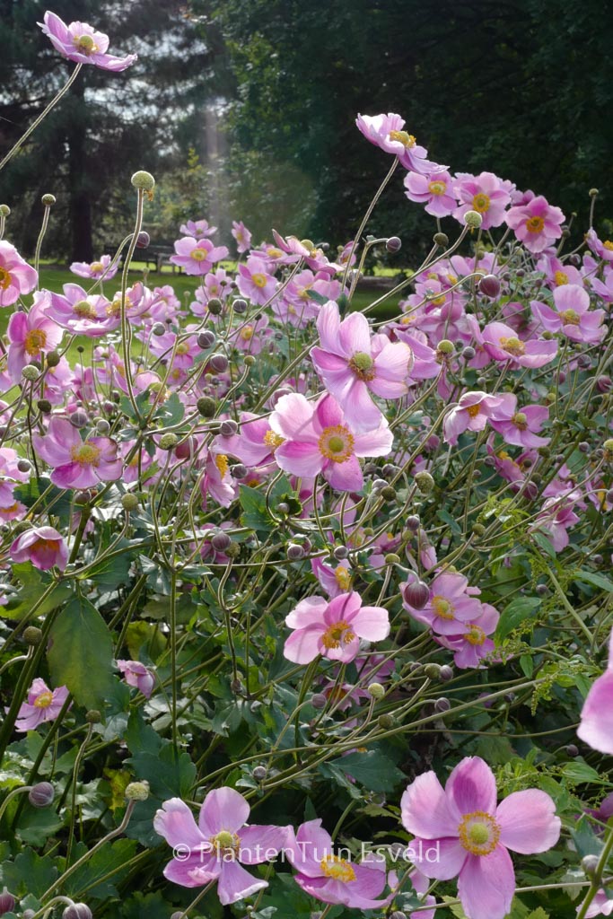 Anemone hybrida 'Rosenschale'
