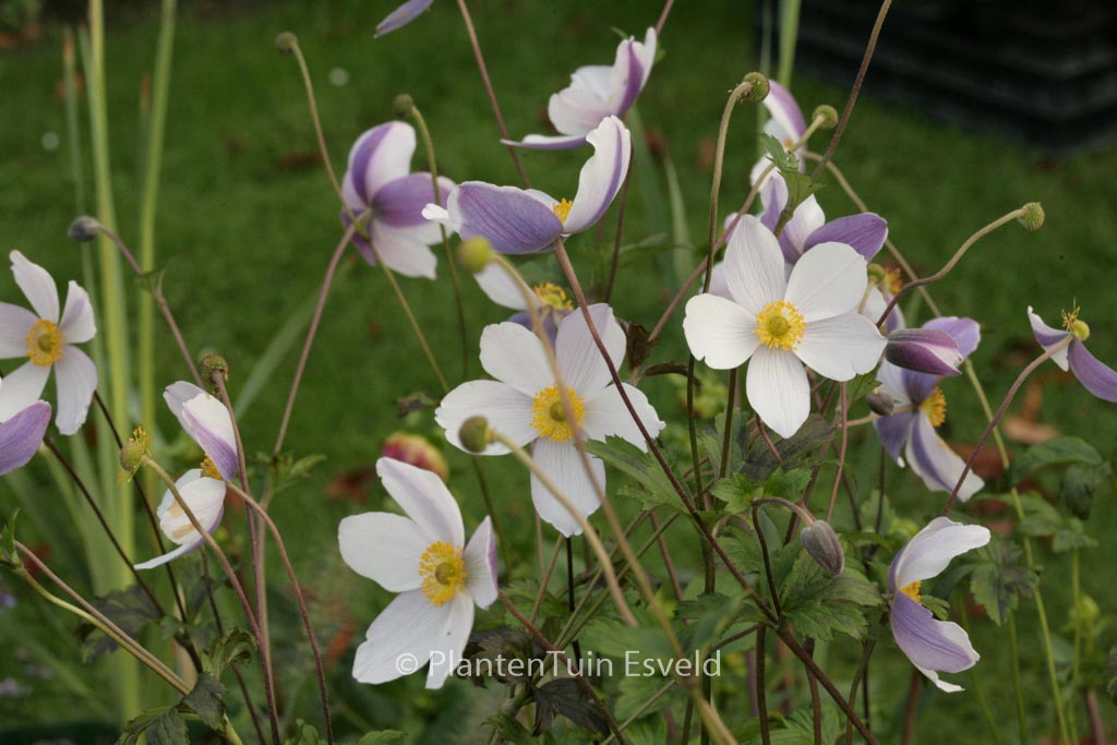 Anemone hybrida 'Wild Swan'