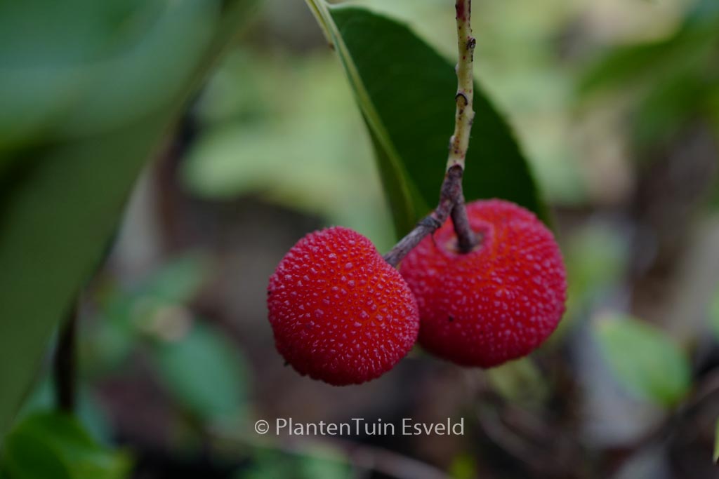 Arbutus 'Marina'