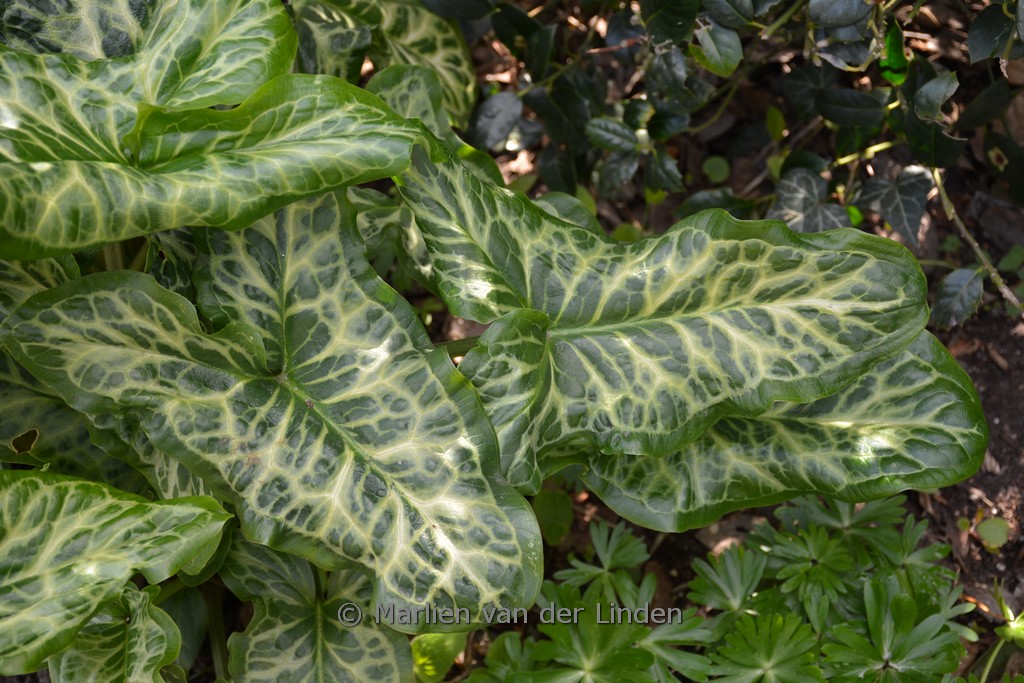 Arum italicum 'Marmoratum'