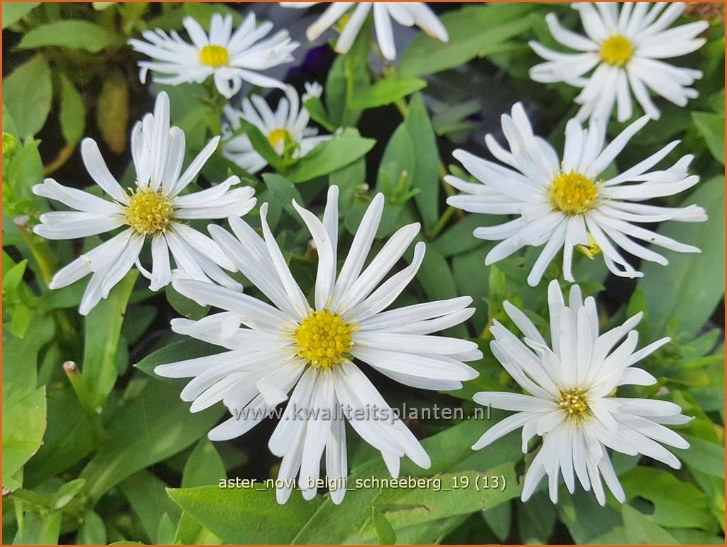 Aster novi-belgii 'Schneeberg'
