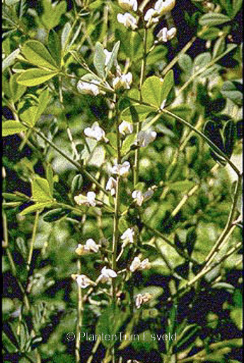 Baptisia leucantha