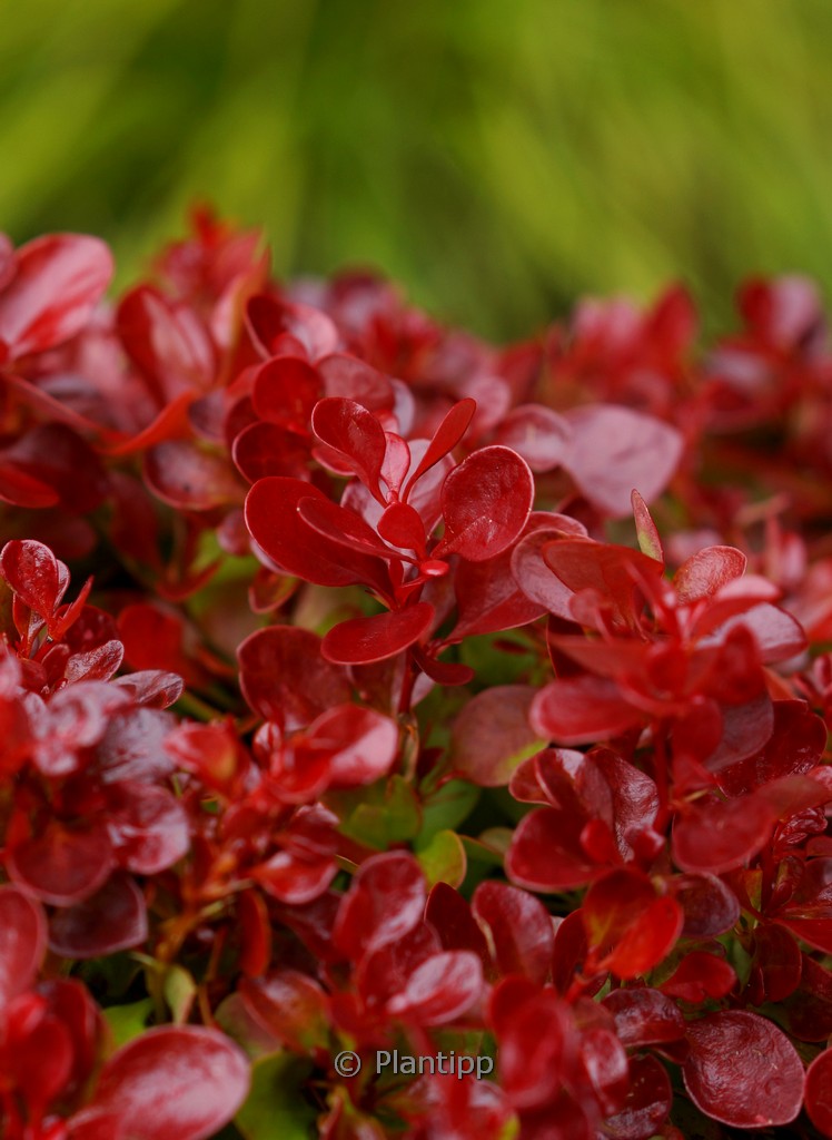 Berberis thunbergii 'Lutin Rouge'