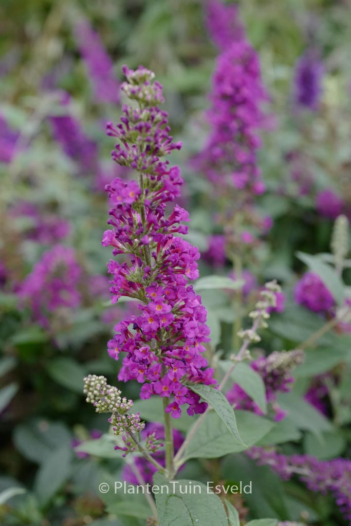 Buddleja davidii 'Miss Violet'
