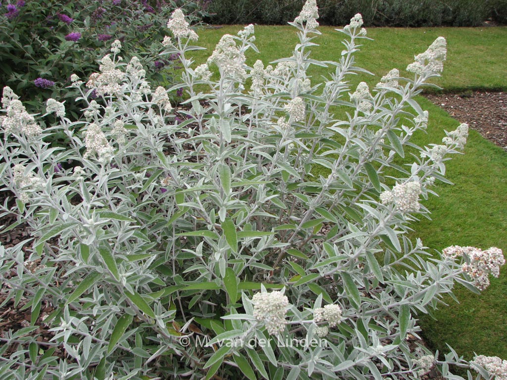 Buddleja 'Morning Mist' (SILVER ANNIVERSARY)