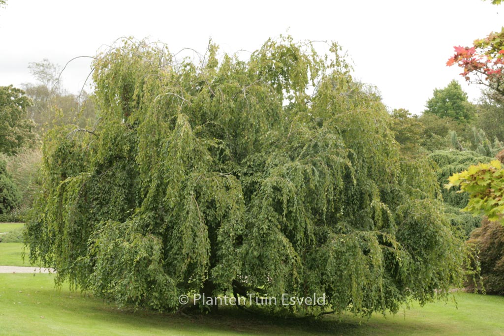 Carpinus turczaninovii