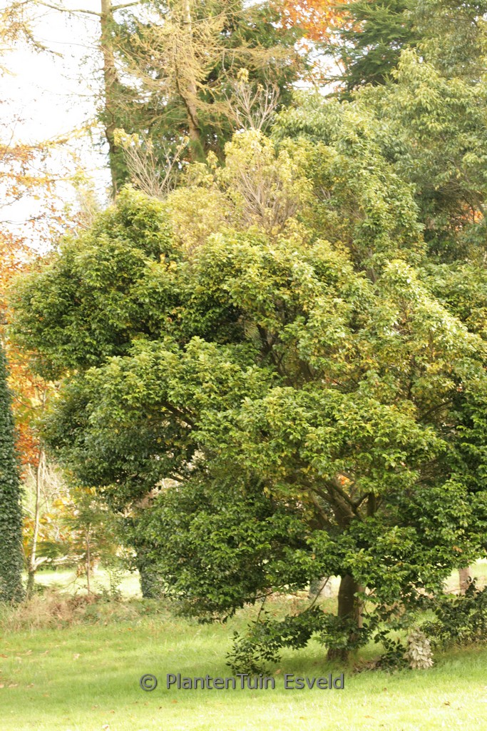 Castanopsis cuspidata