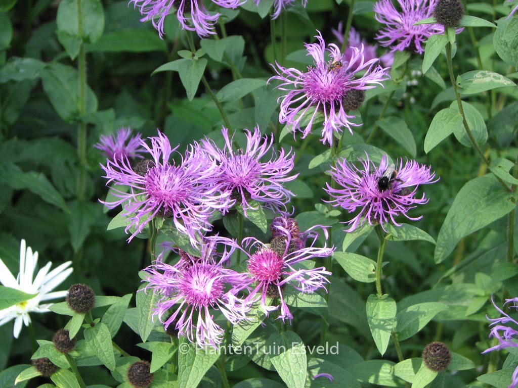 Centaurea 'Cara Mia'
